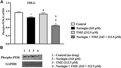 Naringin and temozolomide combination suppressed the growth of glioblastoma cells by promoting cell apoptosis: network pharmacology, in-vitro assays and metabolomics based study